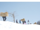 藁を背負い、山の尾根に運ぶ